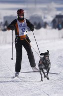 Lenk 2013